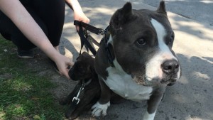 pit-bull-montreal